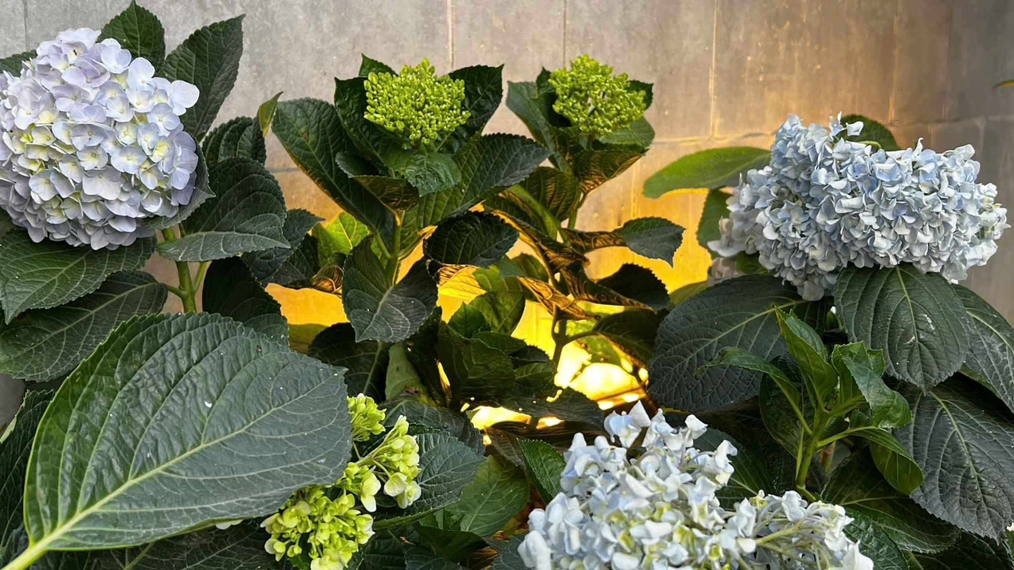 đèn sân vườn không chỉ là đèn mà vẽ nên nghệ thuật