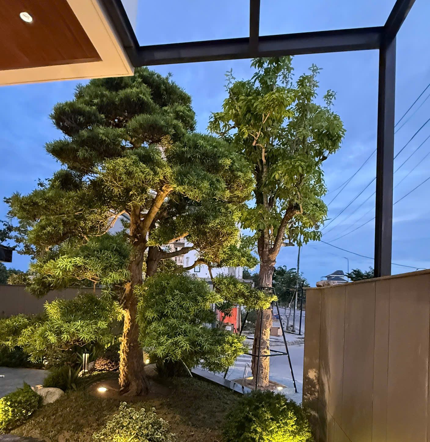 Cây tùng và cây xanh trong vườn được rọi sáng bằng đèn âm đất, đèn trụ thấp và đèn âm trần mái hiên lúc chập tối