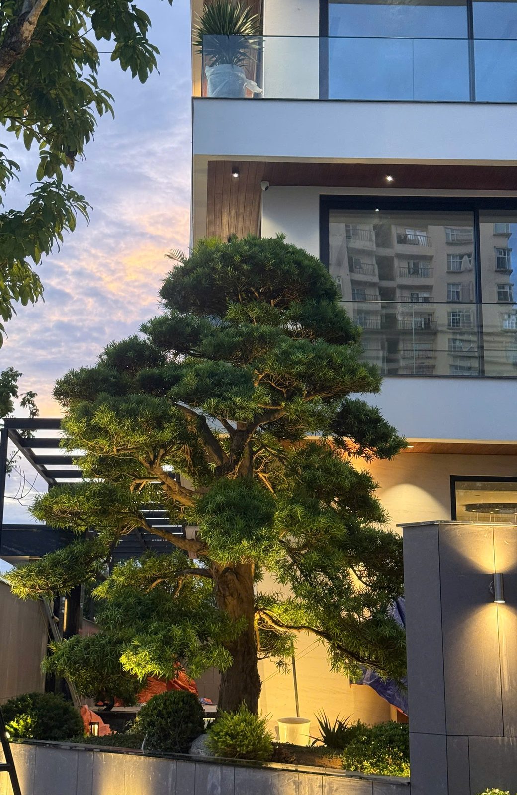 Cây tùng dáng thế trước mặt tiền biệt thự được rọi sáng từ dưới lên, đèn hắt tường hai chiều lúc hoàng hôn